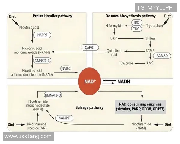 北京篮球队技术解析：从战术布局到球员配合的全面探讨